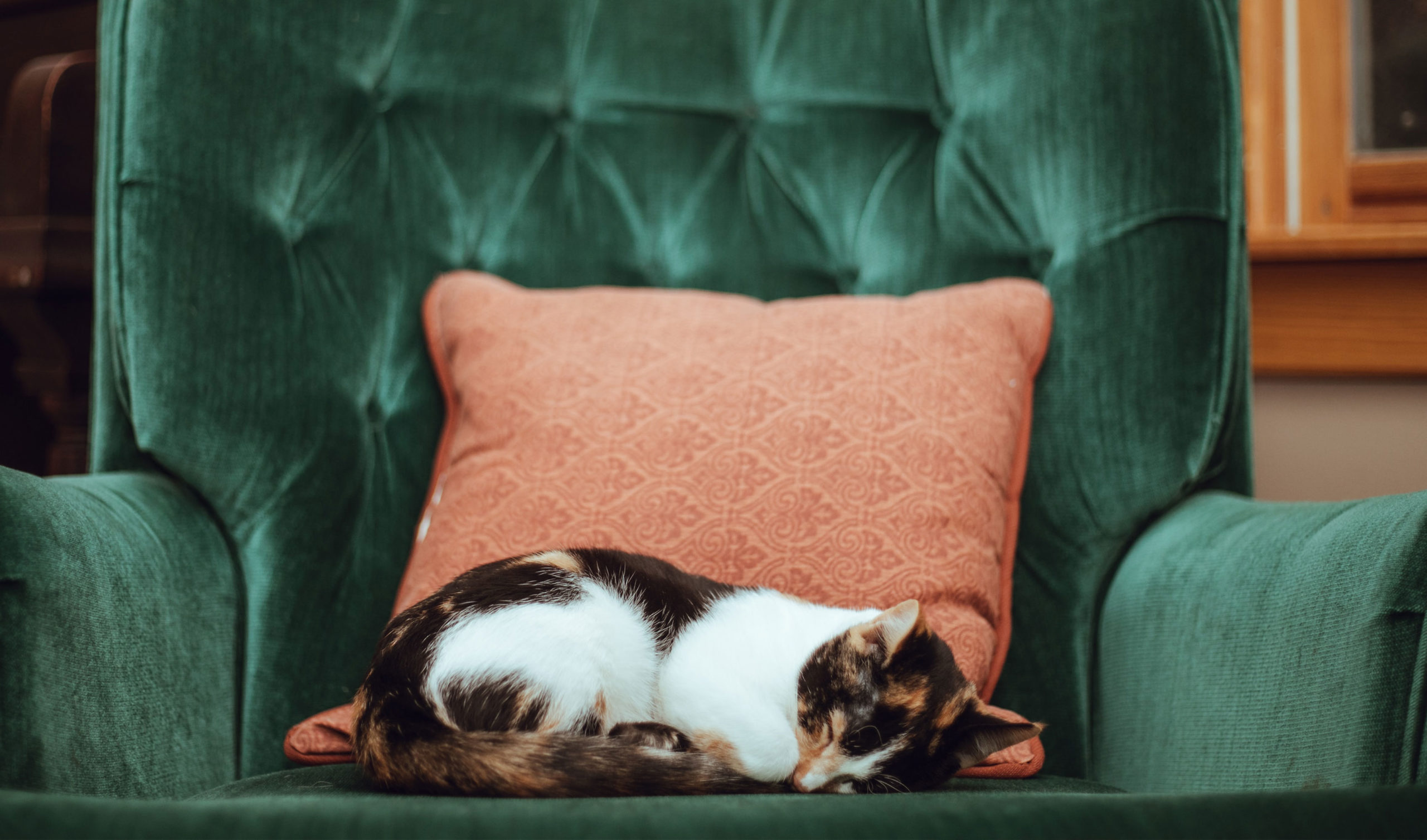 Cat sleeping on sofa banner-13@2x