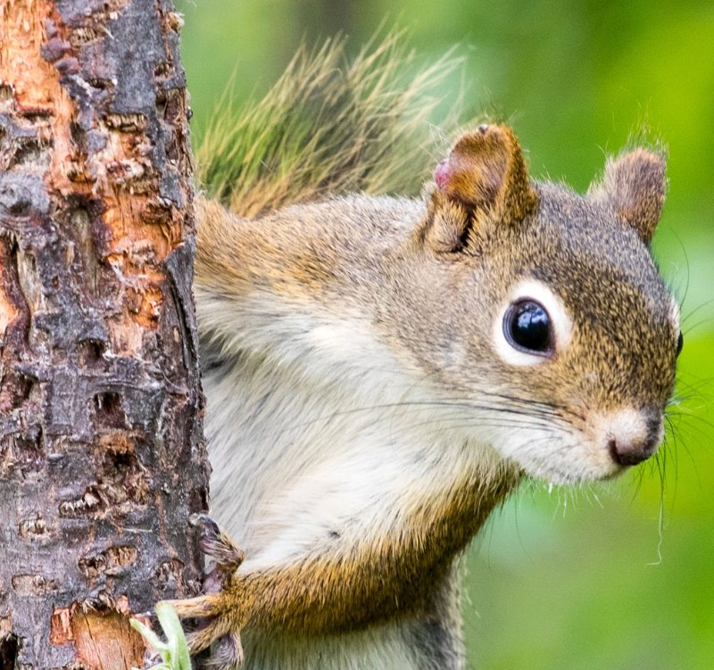 New Jersey Squirrel Squirrel Trapping and Removal